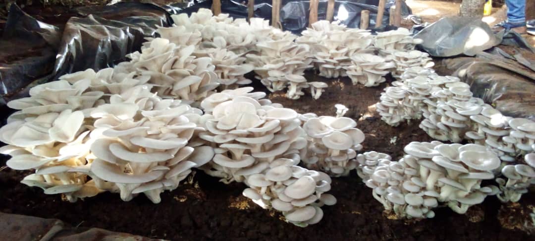 Mushroom Marketplace